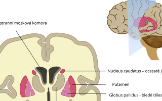 Bazální ganglia