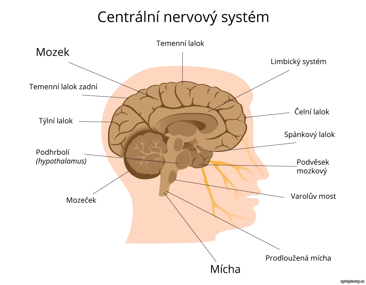 Centrální nervová soustava člověka