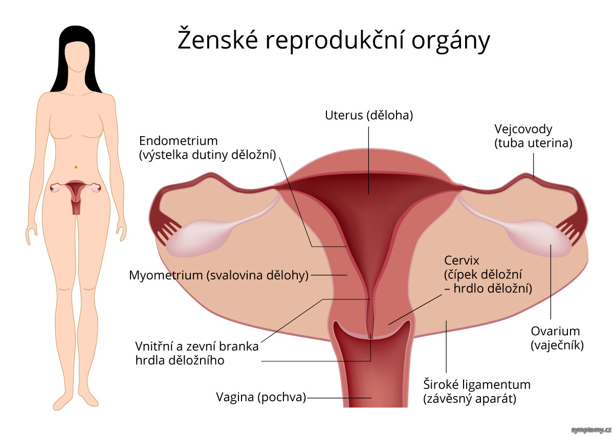 Ženské reprodukční orgány