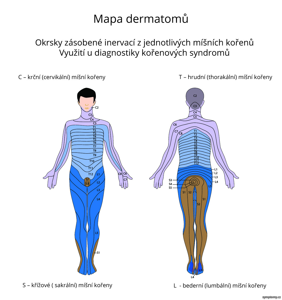 Mapa dermatomů