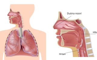 Horní cesty dýchací