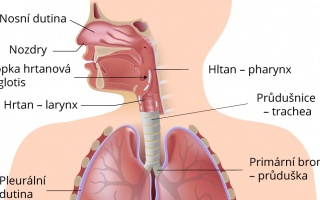 Dýchací soustava