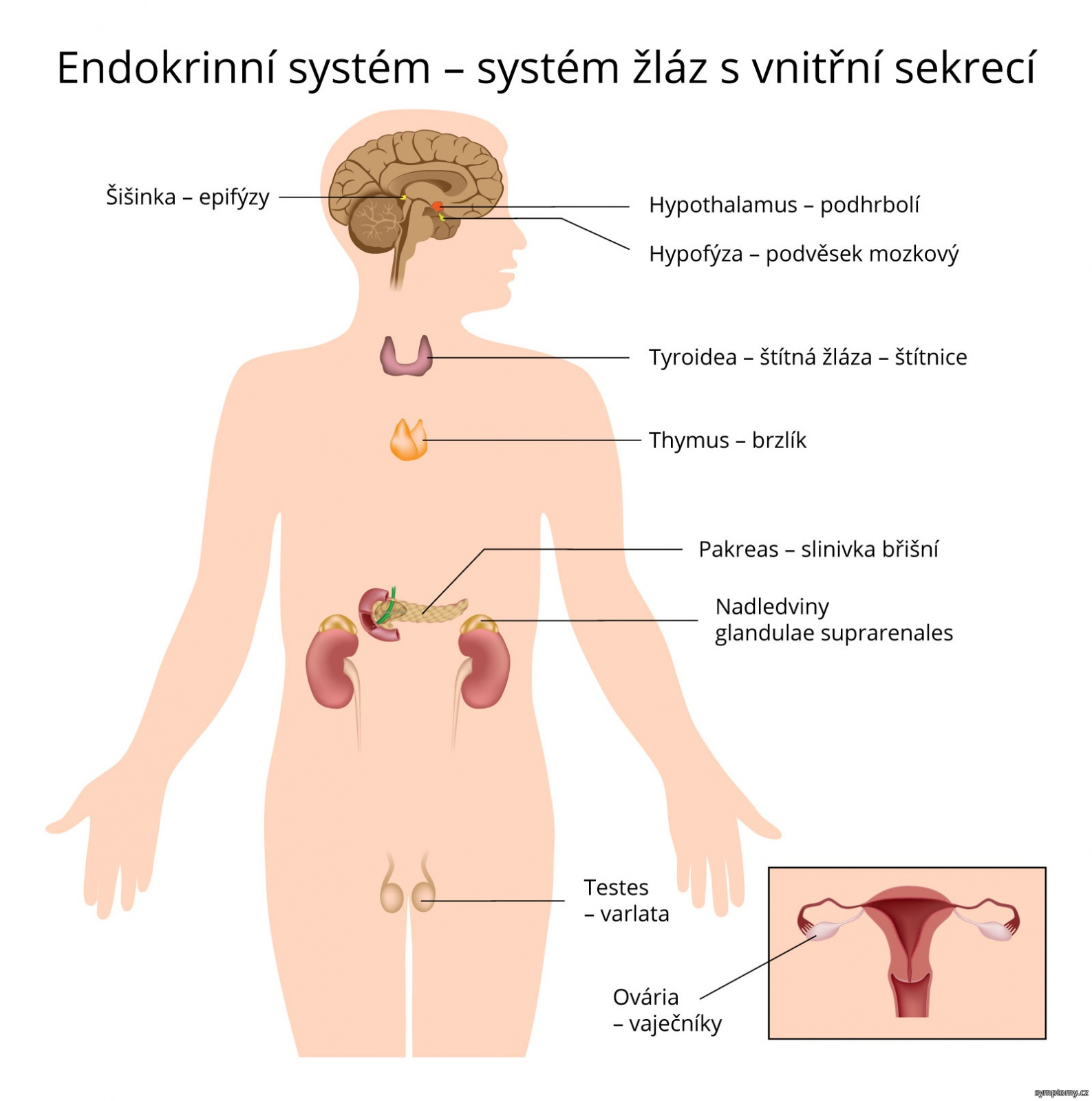 Endokrinní systém - systém žláz s vnitřní sekrecí