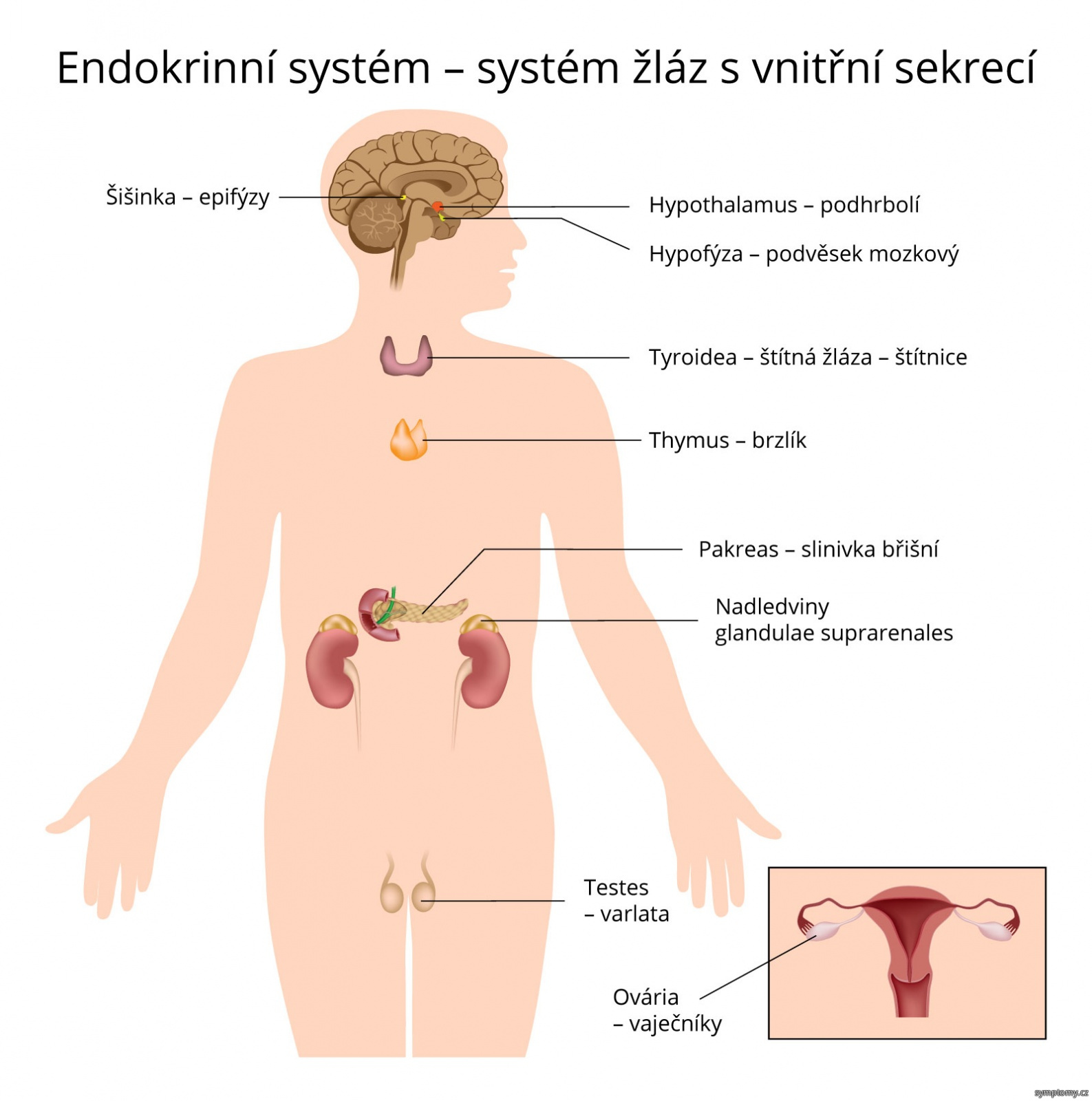 Jaký hormon zrychluje srdeční tep?