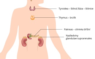 Endokrinní soustava