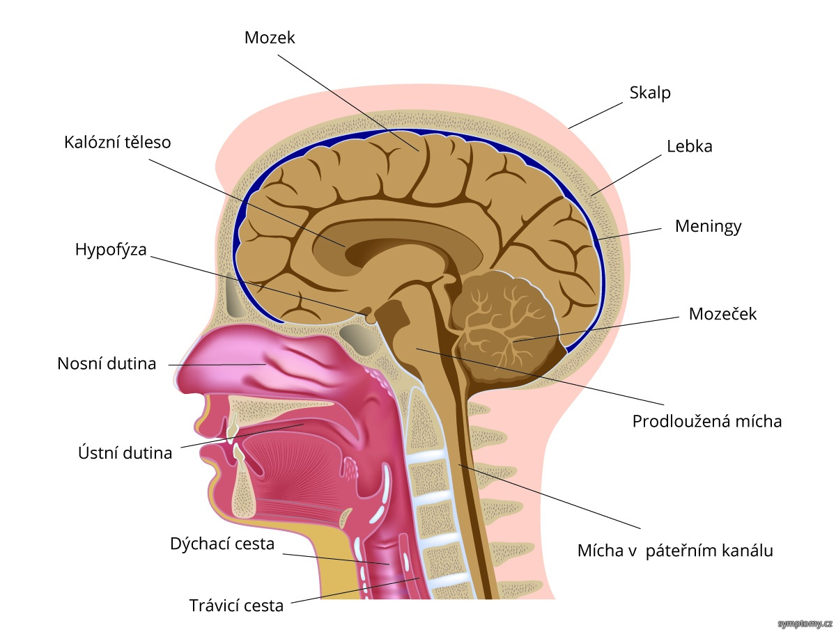 Anatomie lidské hlavy