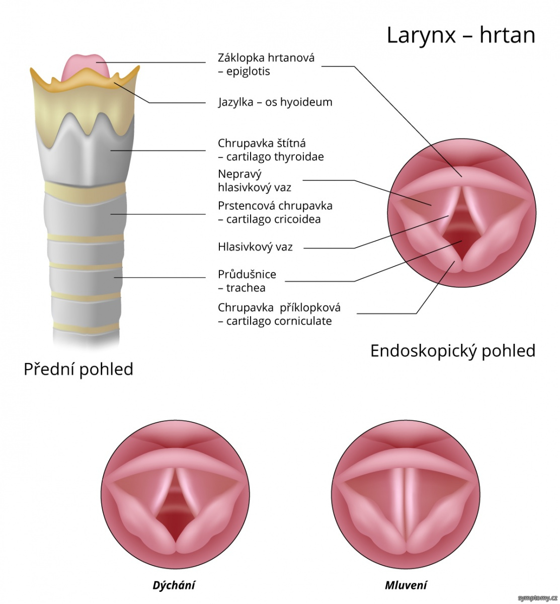 Hrtan (larynx)