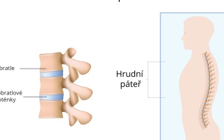 Hrudní páteř