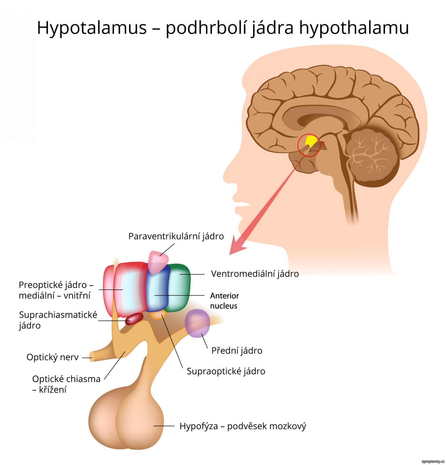 Jakou funkcí má hypothalamus?