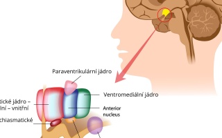 Podhrbolí (Hypothalamus)