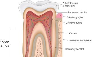 Kořen zubu