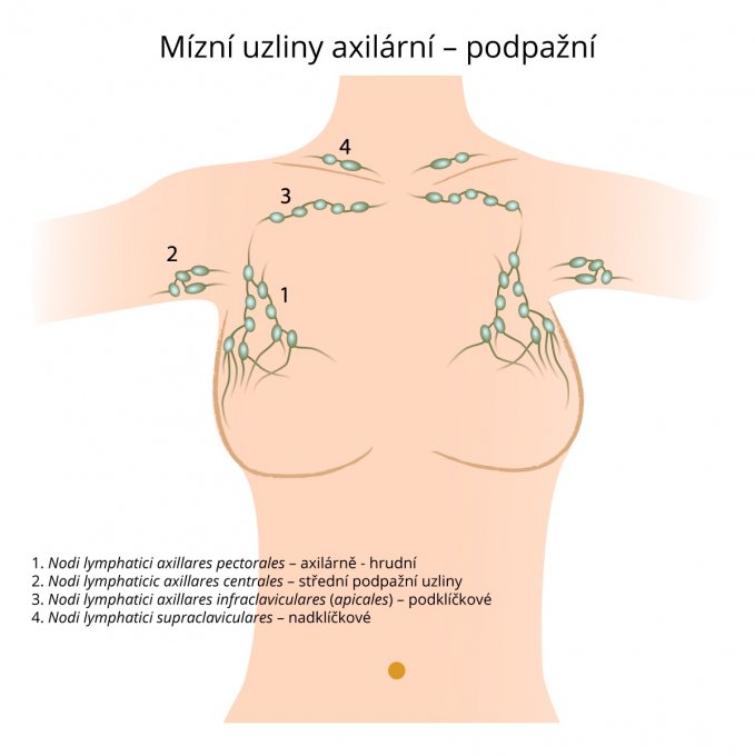 Mízní uzliny axilární – podpažní