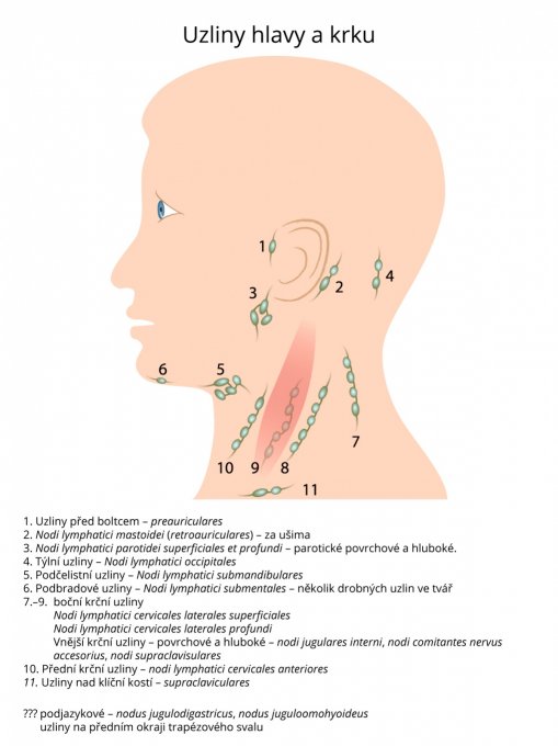 Uzliny hlavy a krku