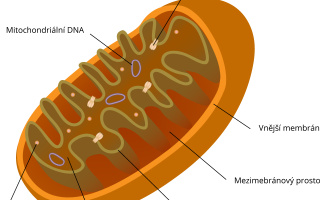 Mitochondrie