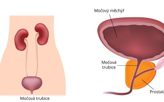 Močová trubice