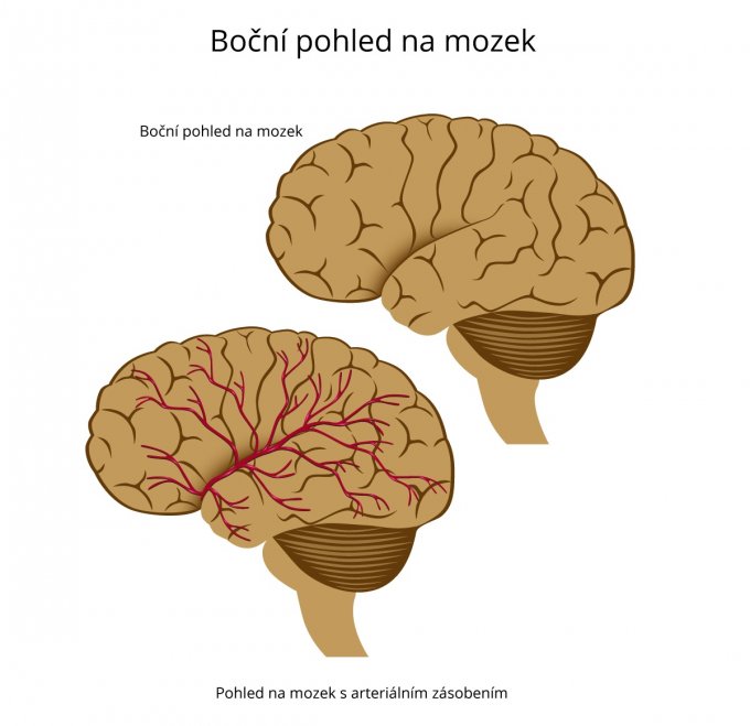 Boční pohled na mozek