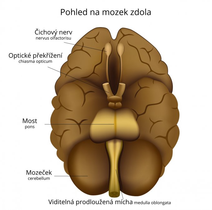 Pohled na mozek zdola