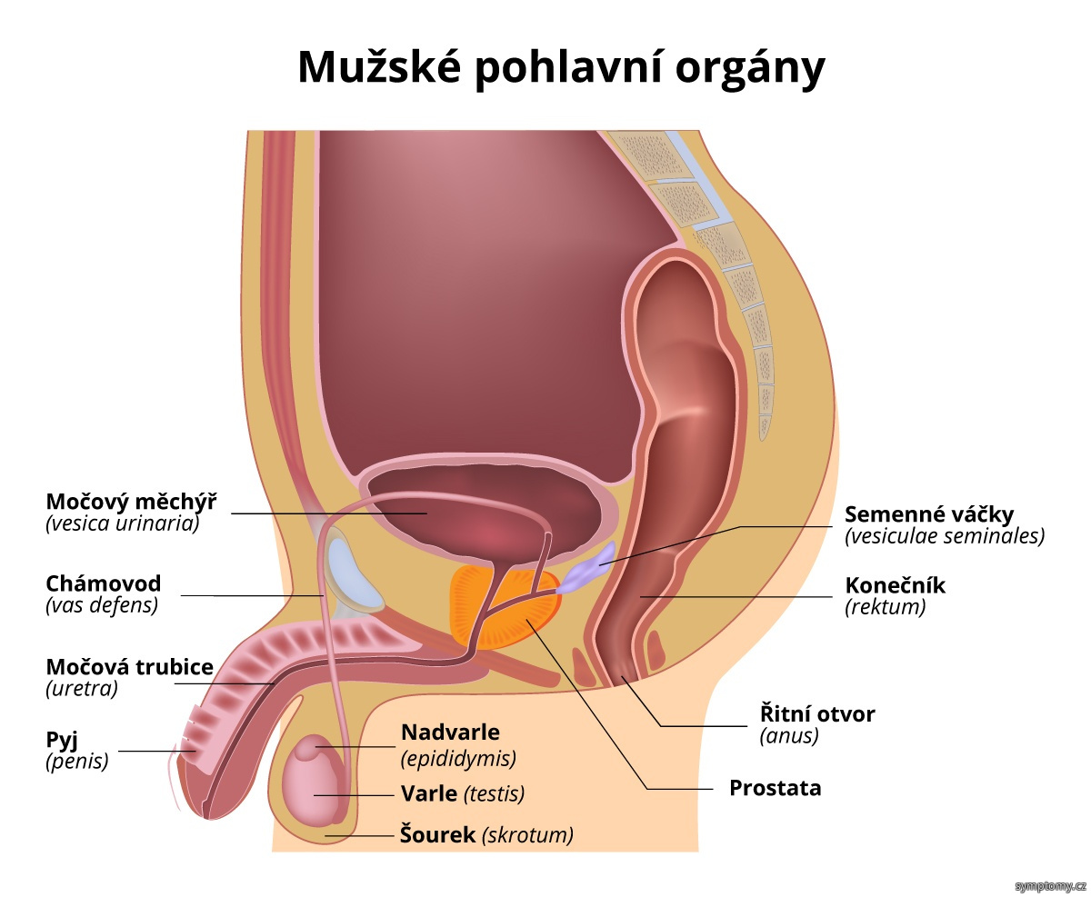 Svrbenie pohlavneho organu u muzov