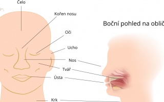 Obličej