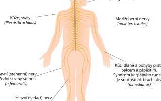 Periferní nervový systém