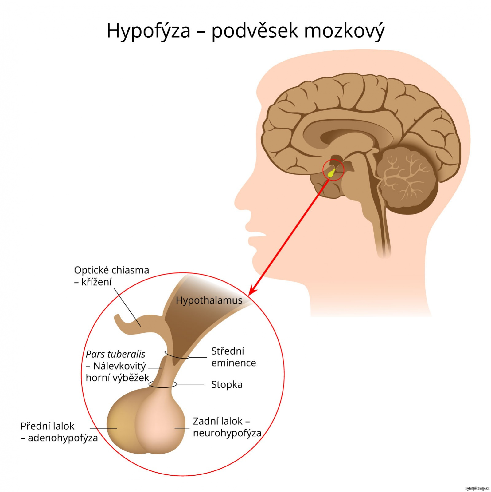 Hypofýza – podvěsek mozkový