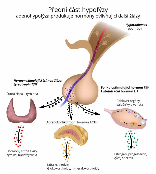 Přední část hypofýzy – adenohypofýza