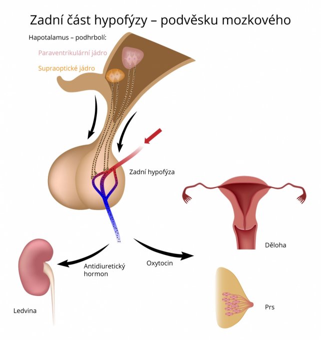 Zadní část hypofýzy – podvěsku mozkového