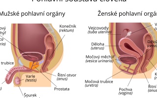 Pohlavní soustava