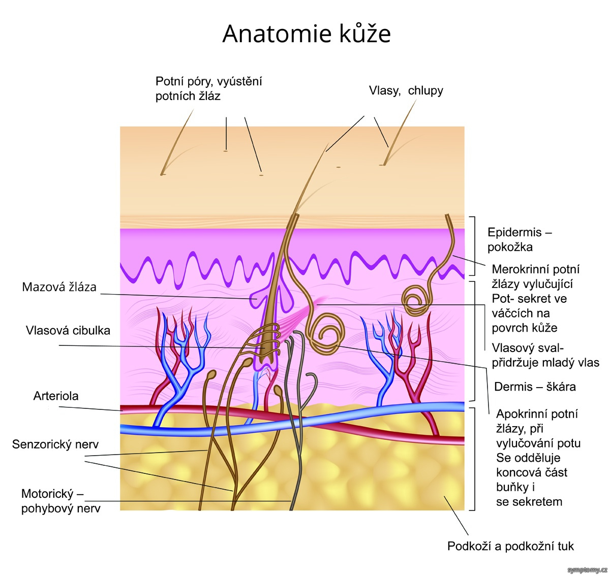 Anatomie kůže