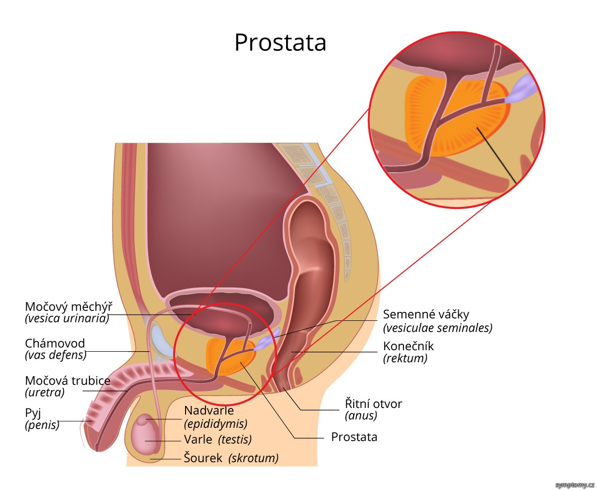 Anatomie prostaty