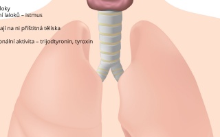 Štítná žláza