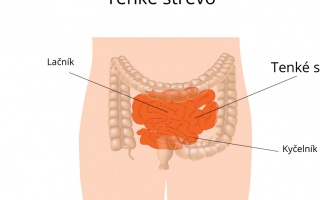 Tenké střevo