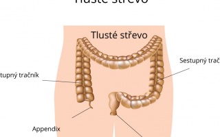 Tlusté střevo