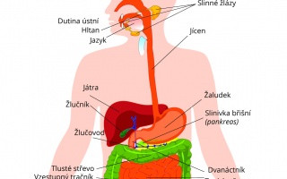 Trávící soustava