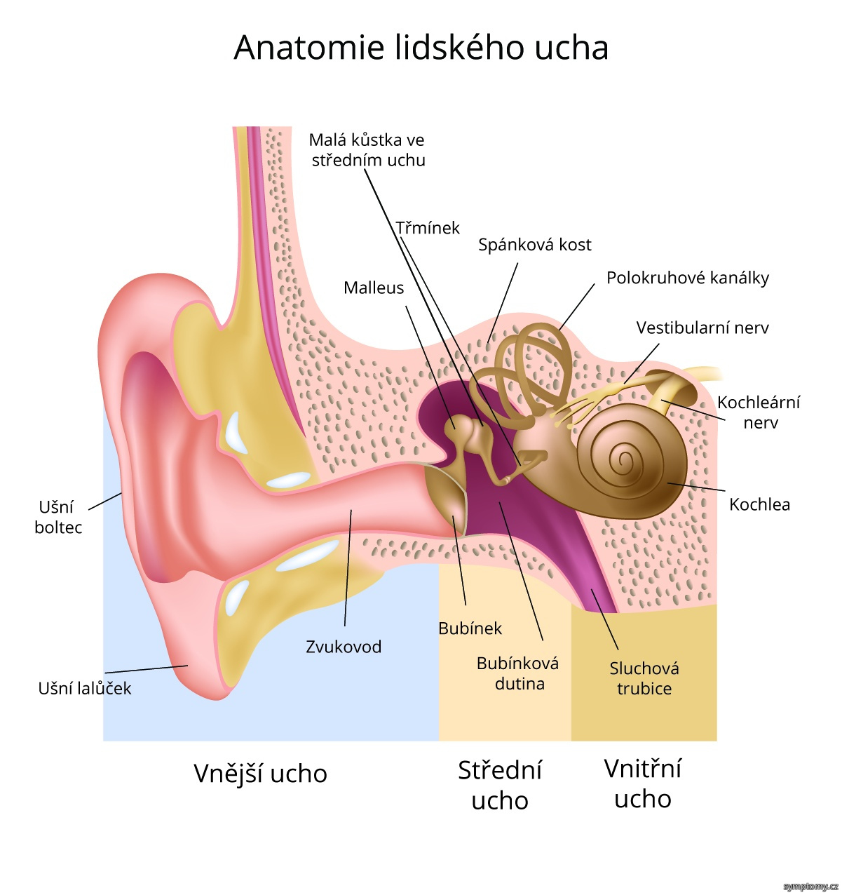 Anatomie lidského ucha