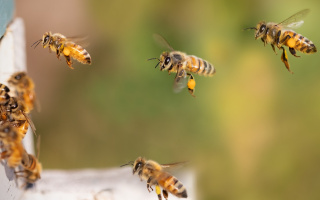 Antivirotické účinky včelích produktů