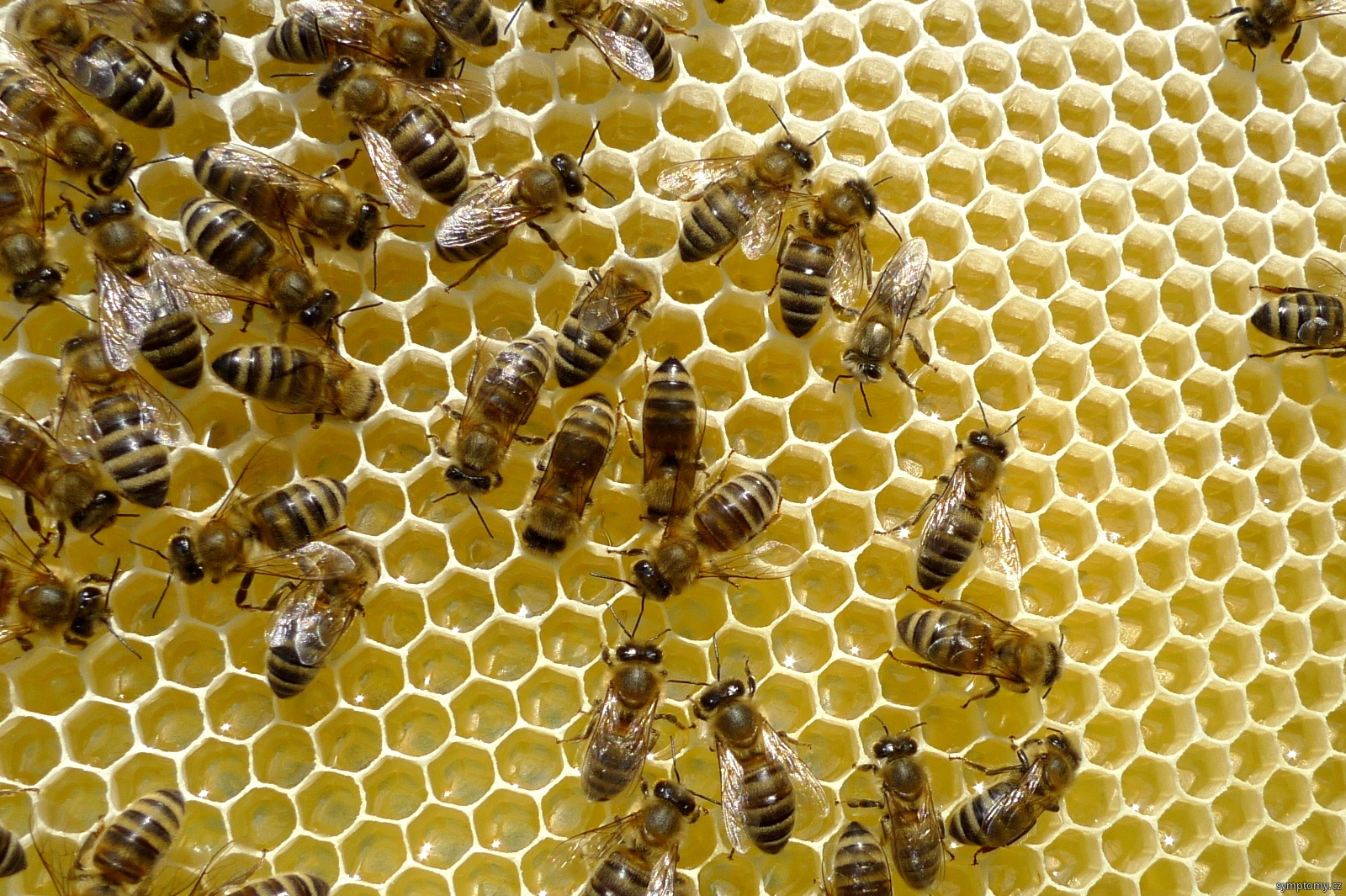 včelí plástev