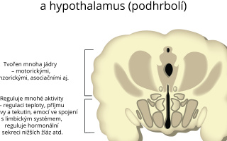 Hrbol mezimozkový (Thalamus)