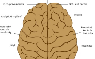 Jaký je rozdíl mezi levou a pravou hemisférou mozku? 