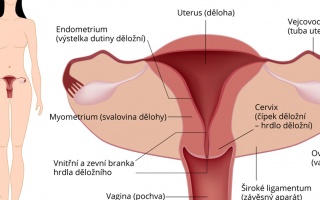 Kontrola děložního čípku