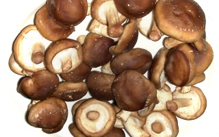 Medicinální houby