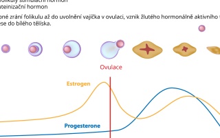 Menstruační cyklus