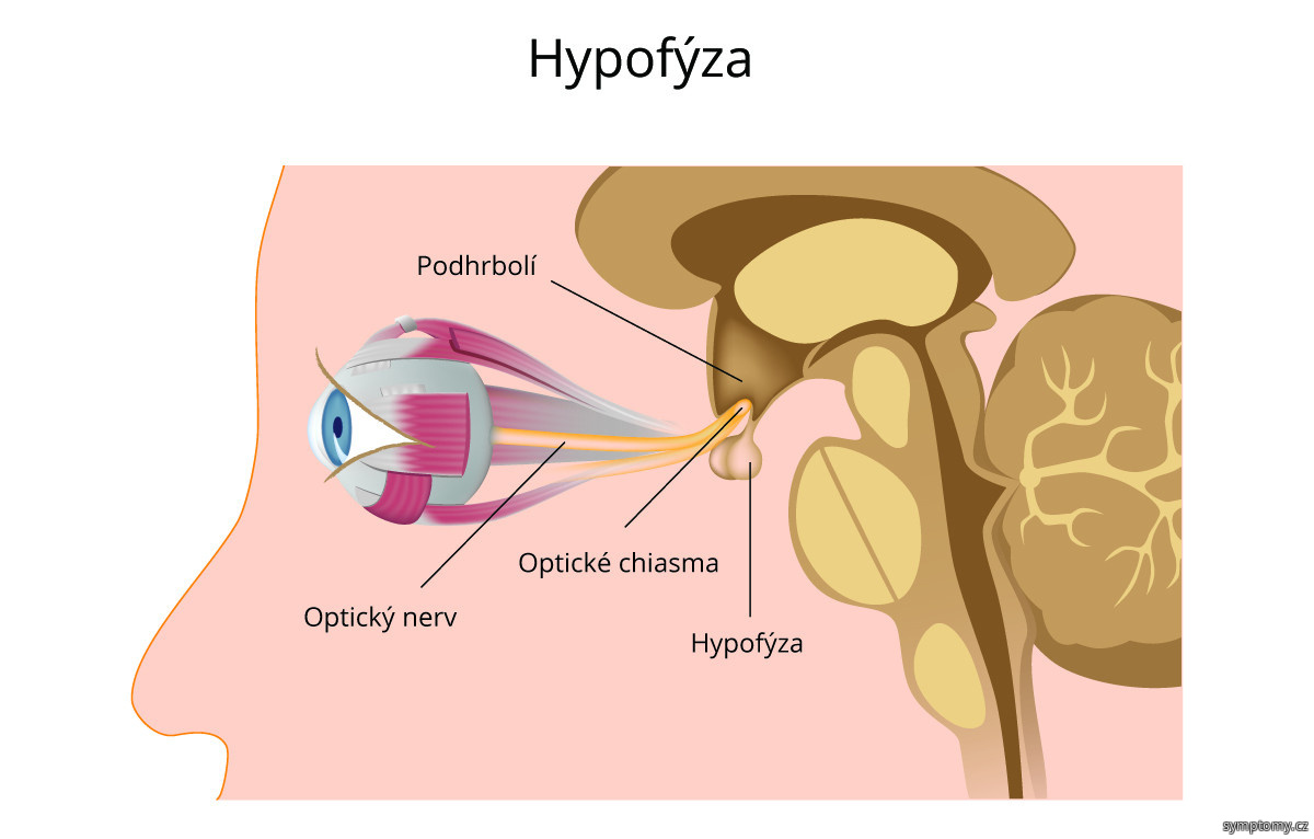 Hypofýza