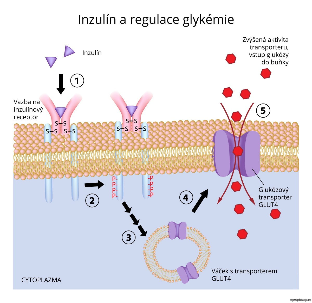 Inzulín a regulace glykémie