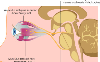 Poruchy inervace okohybných svalů
