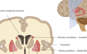 Bazální ganglia