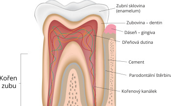 Kořen zubu