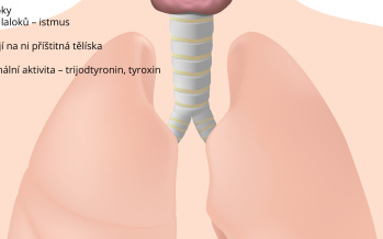 Štítná žláza