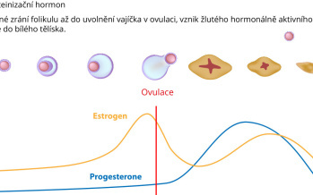 Menstruační cyklus