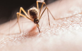 Chikungunya